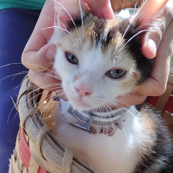 Gypsy! - Picture 2 of 5